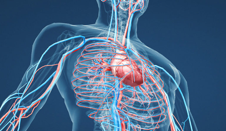 La Salud Del Sistema Circulatorio Blog Natfy