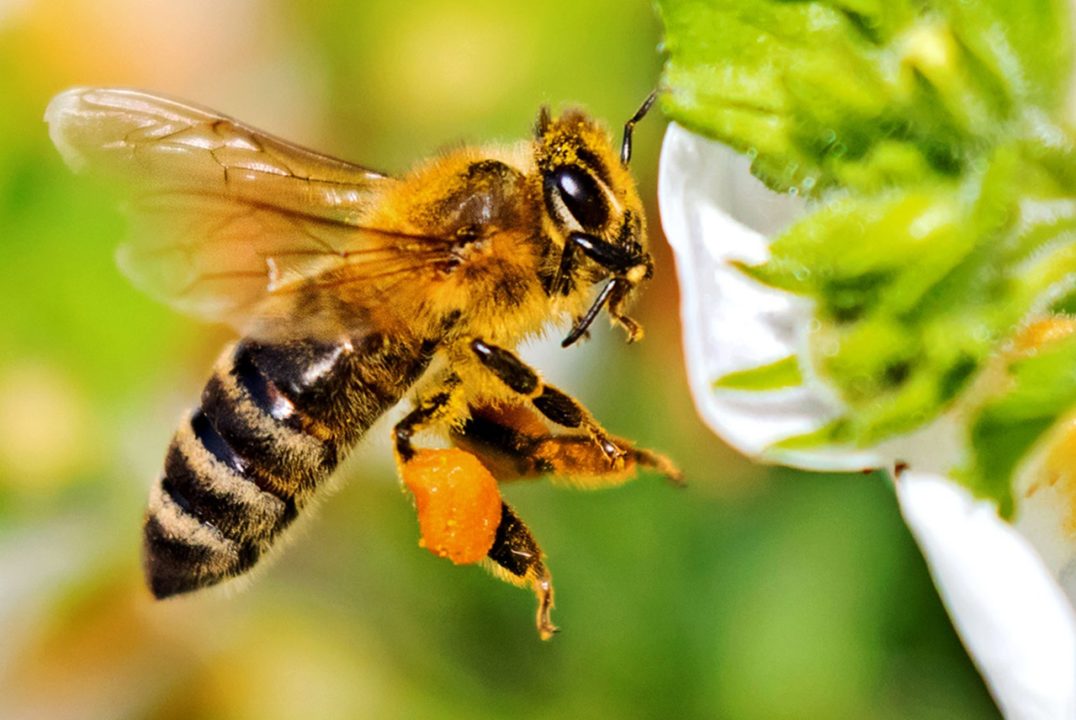 Polen de abeja natural